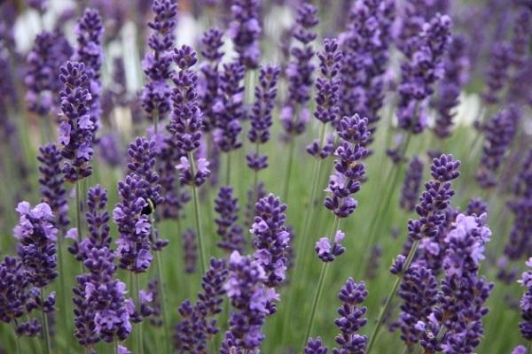  Lavendel im Boden