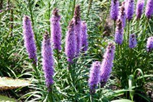 Planter, cultiver et entretenir Liatris en plein champ