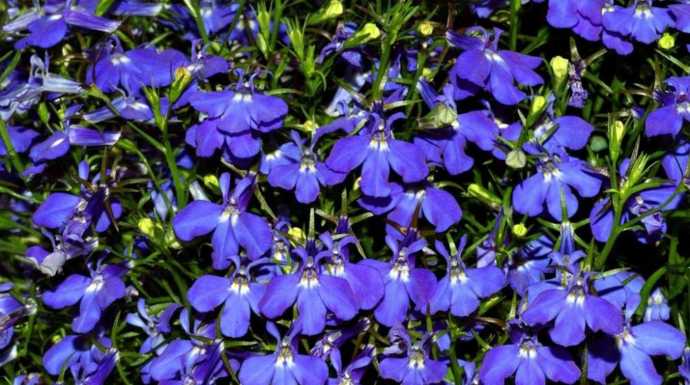 mehrjährige Lobelie