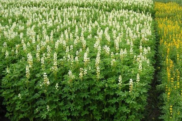 Lupine als Siderat