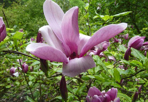 Magnolia lily