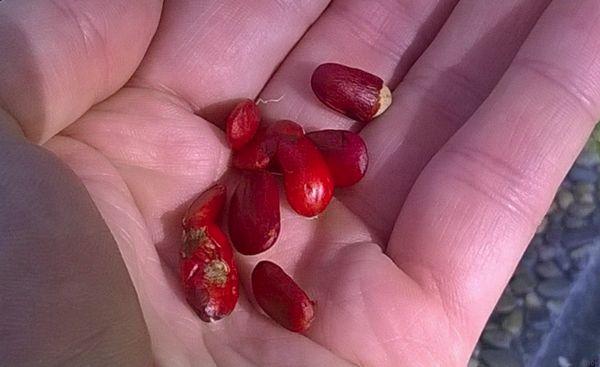 magnolia seeds