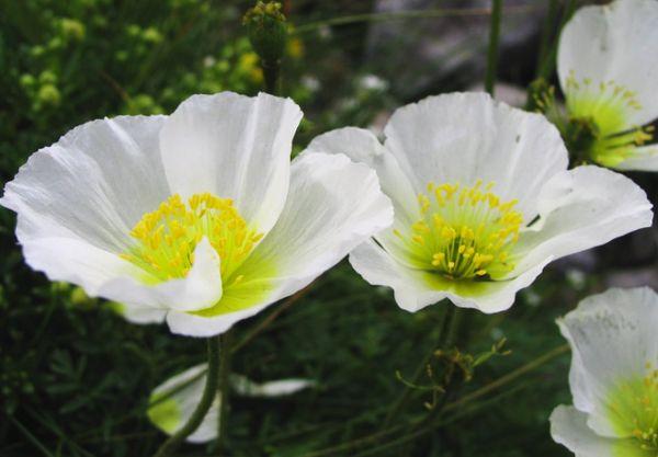 Alpenmohn