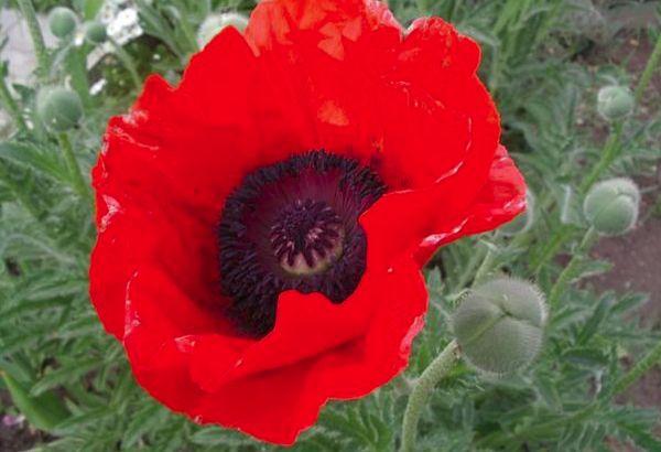roter Mohn