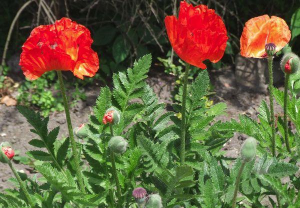 Mohn orientalisch