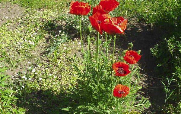 Mohn pflanzen
