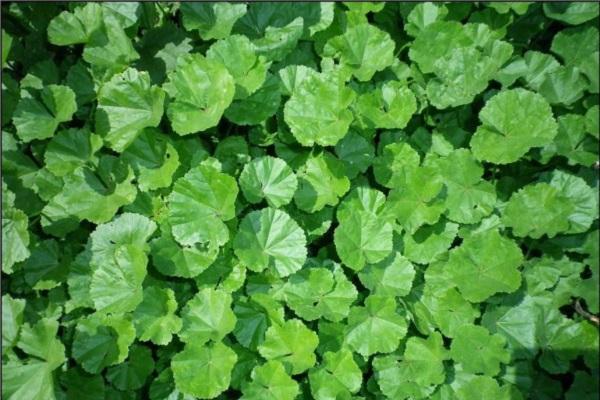 Blätter sind nützlich