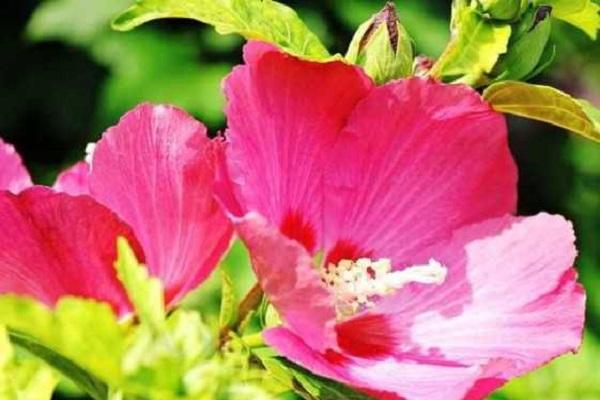 schöne Blütenblätter