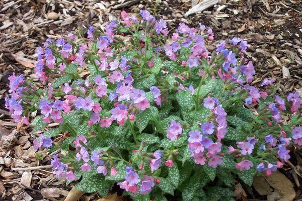 Sugar lungwort