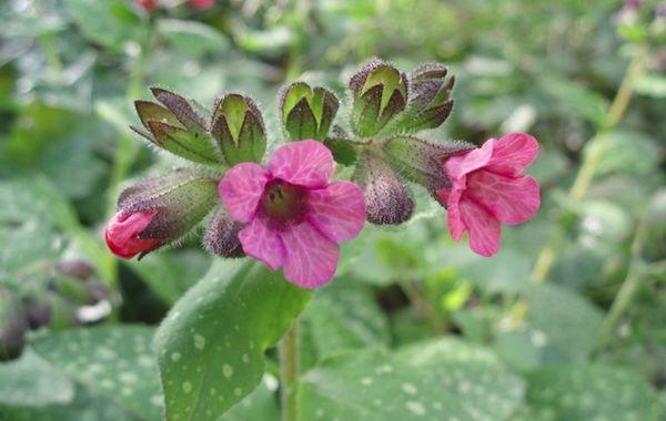 lungwort in the garden