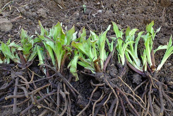 reproduction of lungwort