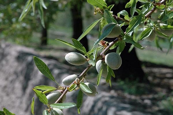 Wachstum multiplizieren