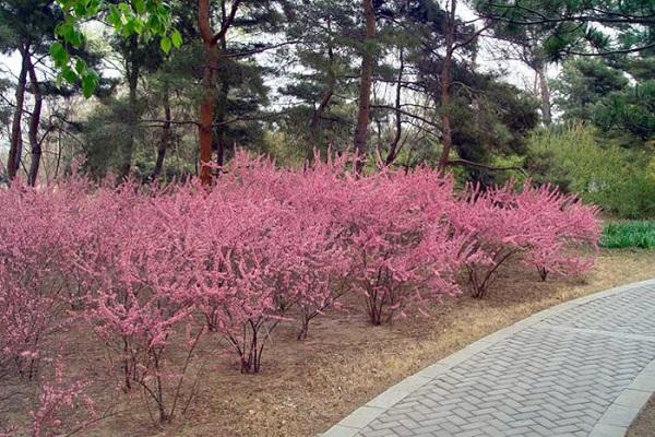 blühendes Blumenbeet
