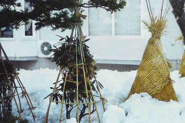 überwinternder Busch