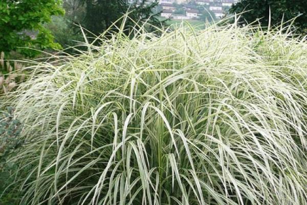 Vielzahl von Miscanthus