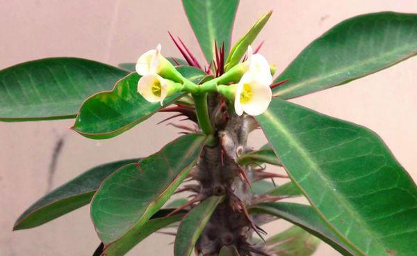 fleurs d'asclépiade