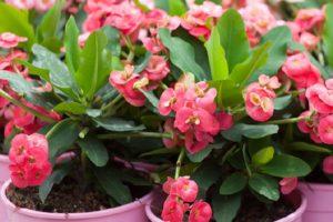 Fortpflanzung, Pflanzung und Pflege von Wolfsmilchmilch zu Hause