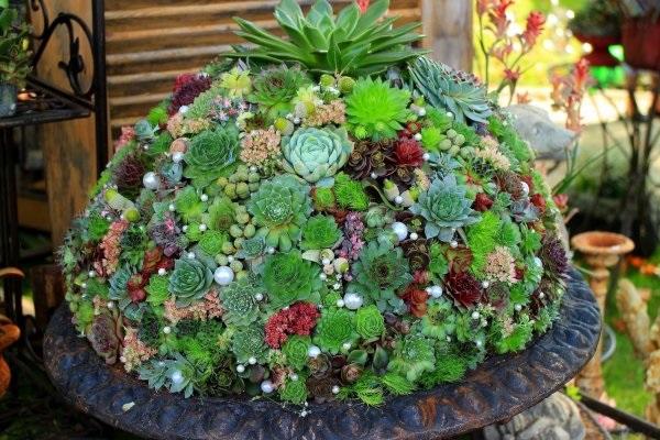 les variétés étaient jeunes