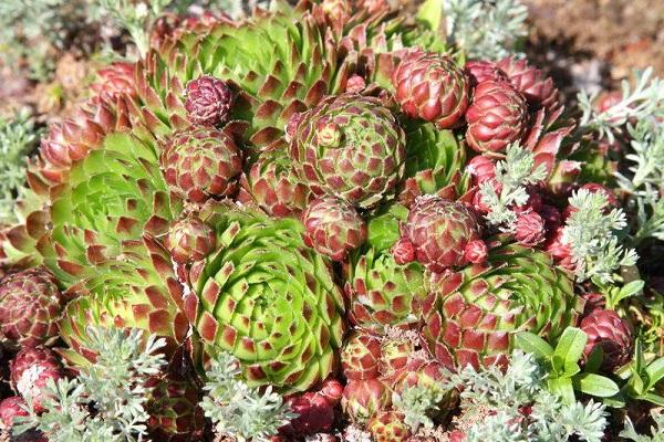 reproduction par les enfants