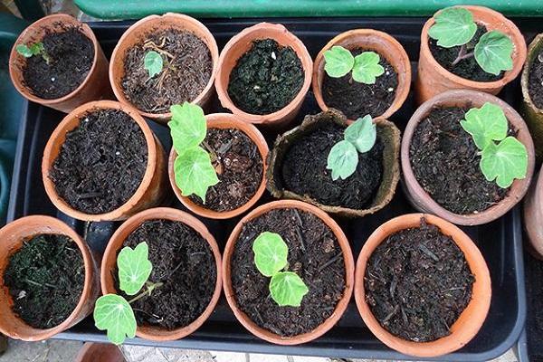 les plants sont mûrs