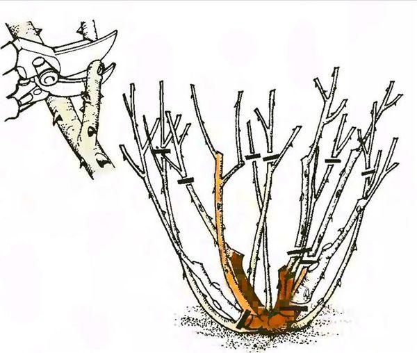 Floribunda Rose beschneiden