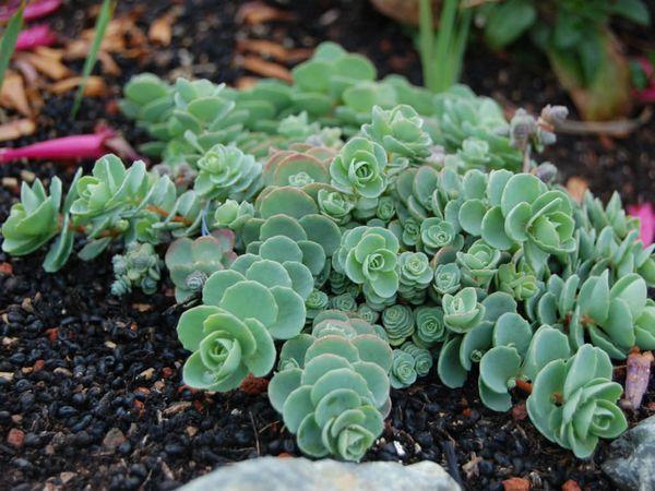 Sedum young