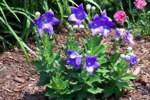 Plantation et entretien du Platicodon en pleine terre, description des variétés et reproduction