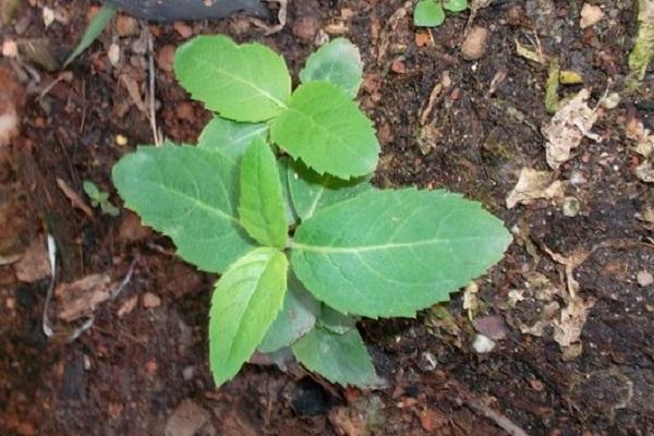 germé à partir de graines