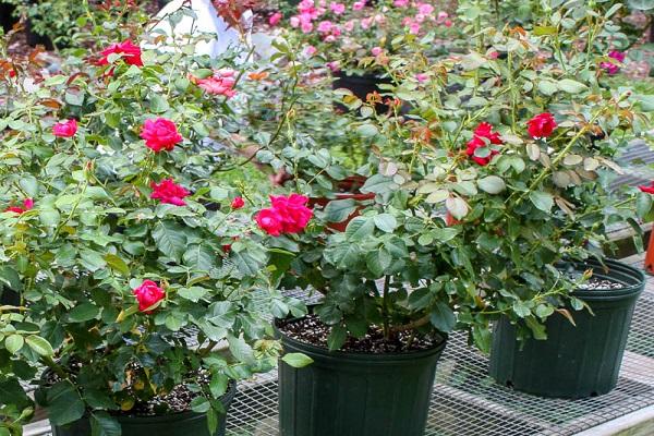 seedlings are prepared