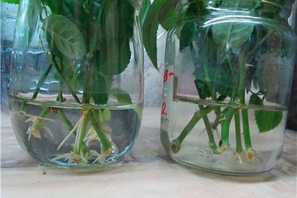 germination in a jar