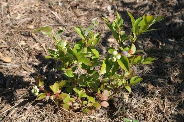 les myrtilles ne portent pas de fruits