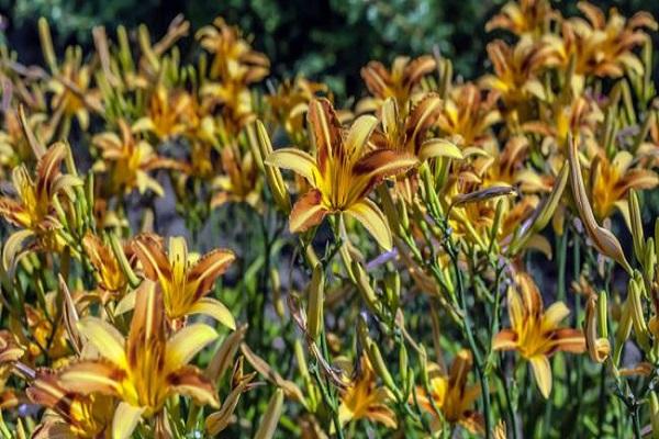 l'hémérocalle ne fleurit pas
