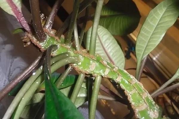 Der Stiel biegt sich