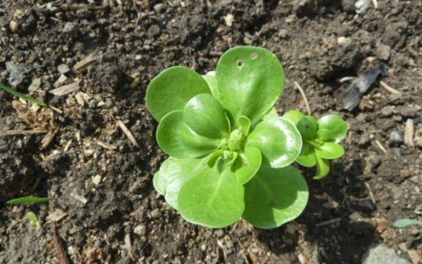 Purslane sprout