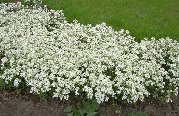Alyssum rampant