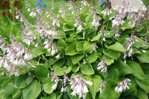 Landschaftsgestaltung