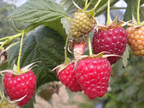 framboise Yaroslavna