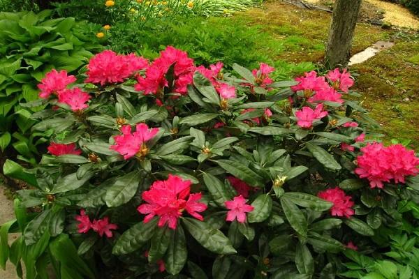 Rhododendronblume
