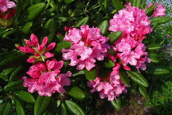 wächst für die Dekoration