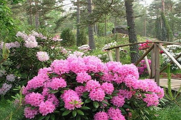 Stecklinge sind gewachsen