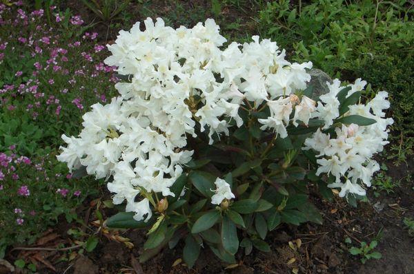 Blanc rhododendron