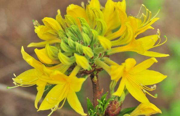 Jaune rhododendron