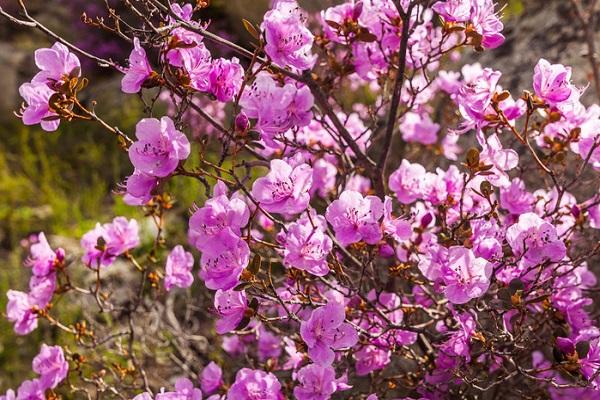 ungewöhnliche Pflanze