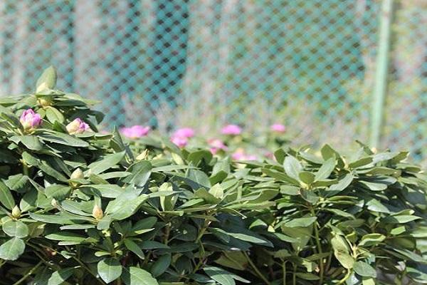 soigner le rhododendron