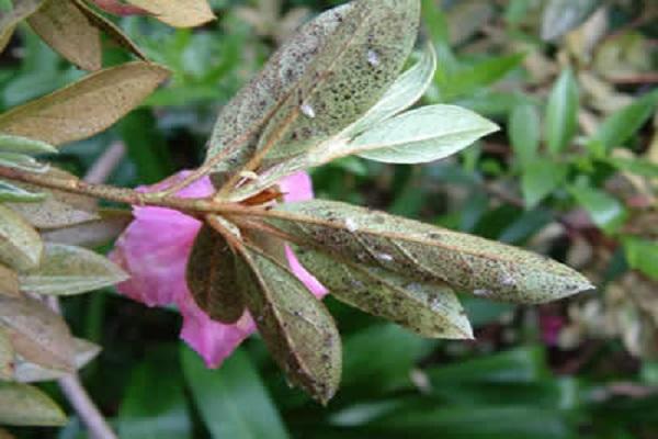 Rhododendron Bugs