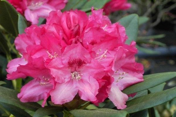 kugelförmige Blüte