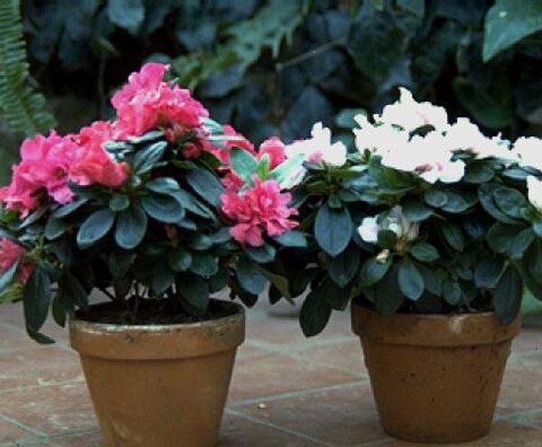 rhododendron in a pot