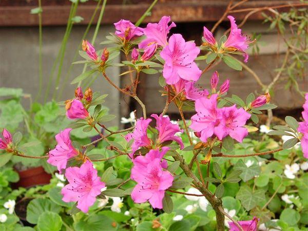 rhododendron pointed