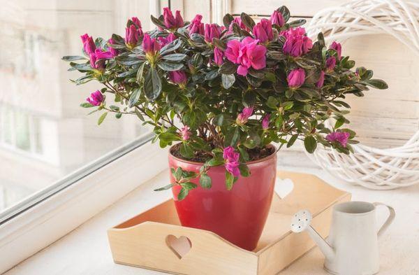 Growing rhododendron