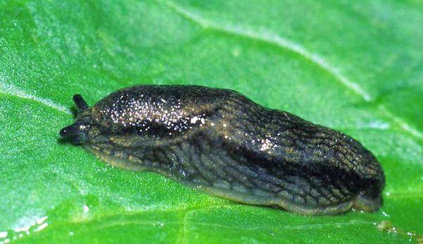 limace sur une plante